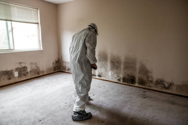 Mold Remediation for Vacation Homes in Roseville, MI